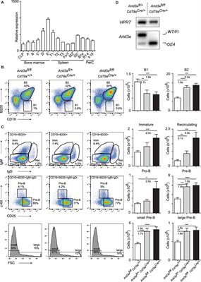 A Role for the Transcription Factor Arid3a in Mouse B2 Lymphocyte Expansion and Peritoneal B1a Generation